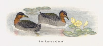 Le Petit Grèbe - Alexander Francis Lydon